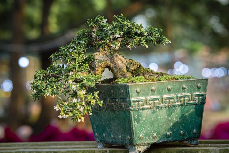 bonsai z sosny w ogrodzie