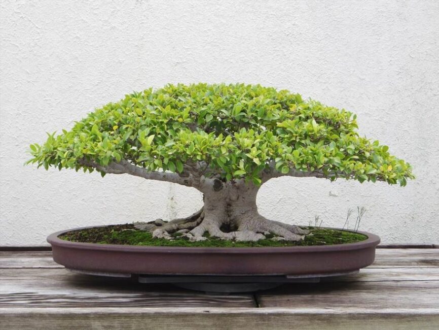 drzewko bonsai gdzie kupić