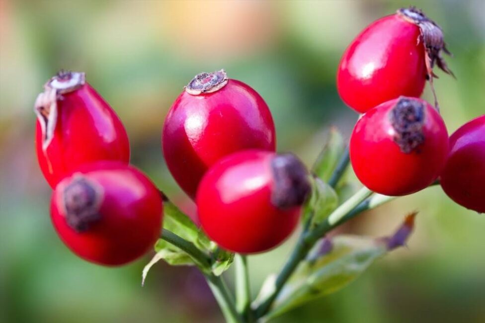 dzika róża jak suszyć