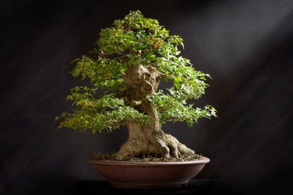 jak uratować fikusa bonsai